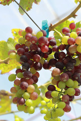 fresh grapes in the vineyard