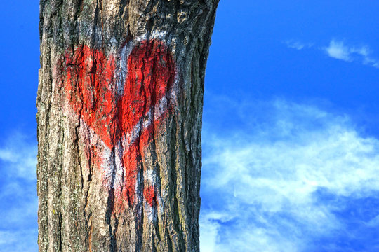 red heart on tree bark