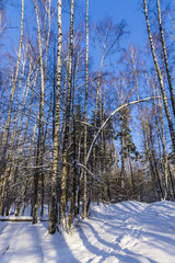 Fototapeta premium trees in winter forest