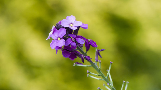 Un tocco di viola