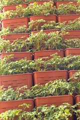 Brown tree pots stacked  set  a high