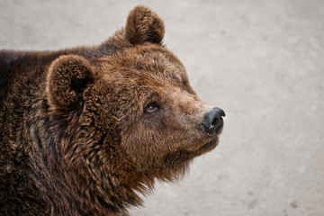 Fototapeta na wymiar Ursus arctos commonly know as Brown bear