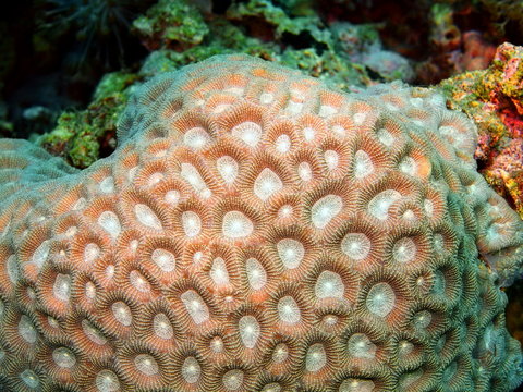 Stone coral, island Maktan, Philippine