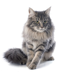 maine coon cat