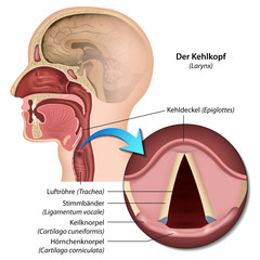 Anatomie Kehlkopf, Stimmbänder Beschreibung deutsch