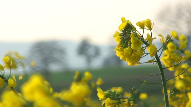 Rapsbl&uuml;ten bewegen sich im Wind vor unscharfer Landschaft