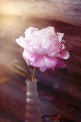 pink peony in a vase on a timbered wall background