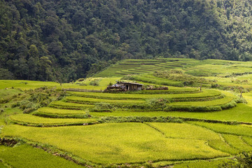 Paddy fields in northern Vietnam