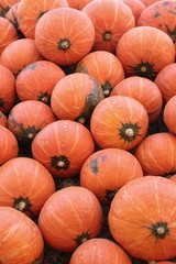 Harvest fresh pumpkin orange