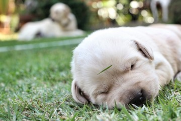 sleeping labrador puppies on green grass
