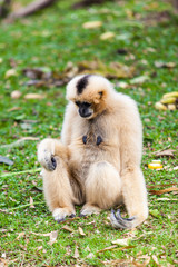 White gibbon