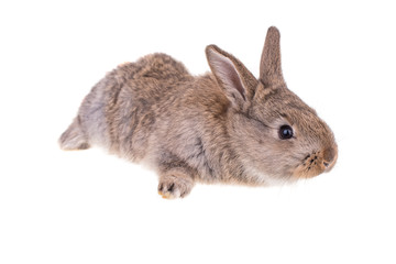 Rabbit sitting against