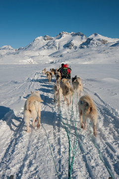 Dog sledding in Tasiilaq, East Greenland