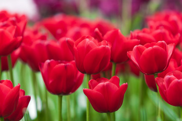 beautiful tulips