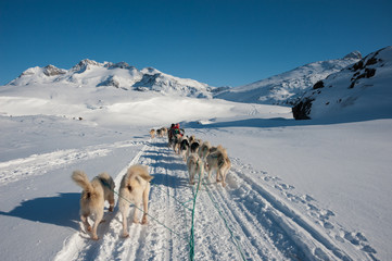 Dog sledding in Tasiilaq, East Greenland