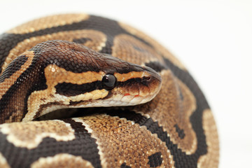 Obraz premium Ball Python close up
