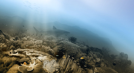 Seabed and shark
