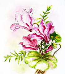 Cyclamens. Watercolor painting.