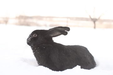 hare in winter