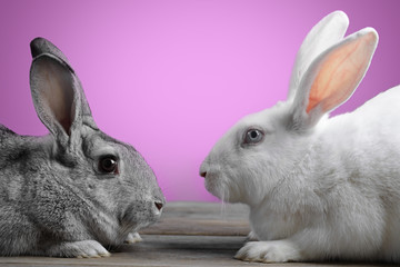 Two rabbits