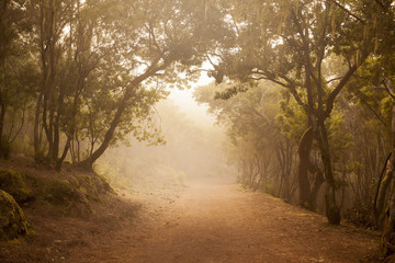 Obraz premium path in a foggy forest