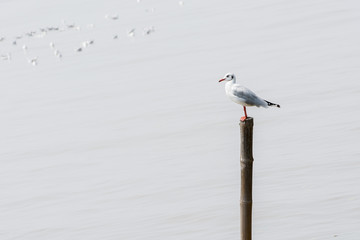 Naklejka premium Seagulls standing on bamboo shore of the Sea