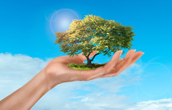 a woman's hand holding a tree on sky background