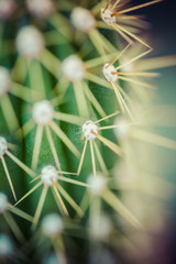 Close up of globe shaped cactus with long thorns