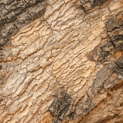 Wood bark pattern