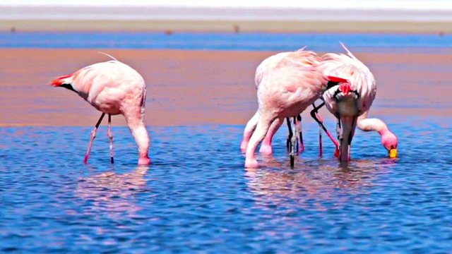 Pink flamingo in Bolivia