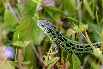 Lizard in the grass