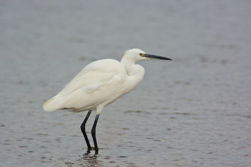 egretta garzetta