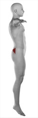 Naklejka premium ManGLUTEUS MEDIUS anatomy isolated
