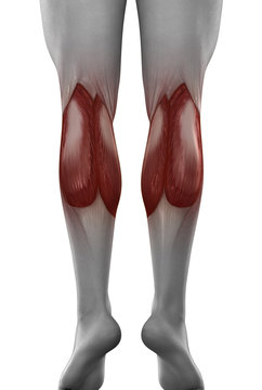 male GASTROCNEMIUS anatomy posterior view isolated