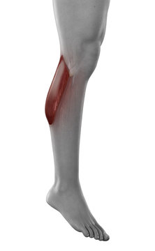 Man GAstrocnemius muscle anatomy isolated