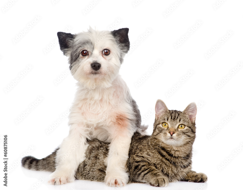 Fototapete dog and cat together. isolated on white background