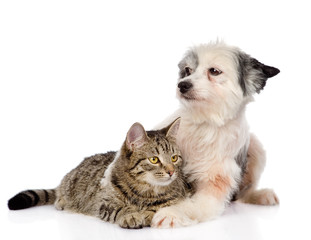 Obraz premium dog hugging cat. isolated on white background