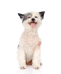 funny dog looking at camera. isolated on white background