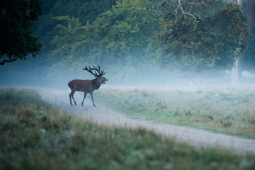 Deer in foggy forest