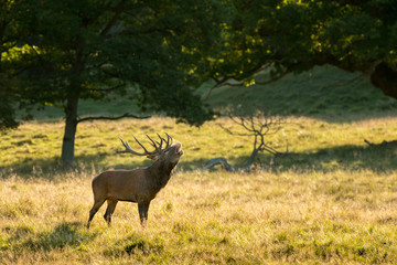 Fototapeta na wymiar Deer at rutting season