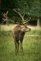 Stag at rutting time