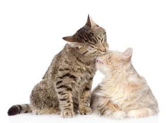 cats lick each other. isolated on white background