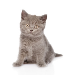 little british shorthair kitten sitting in front. isolated 