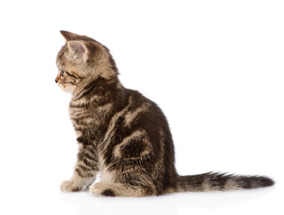 Fototapeta premium Scottish kitten in profile. isolated on white background