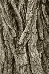 Tree texture