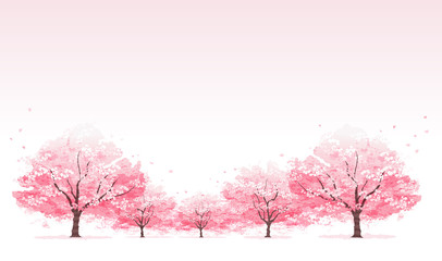 桜並木 Line of cherry blossom tree background - obrazy, fototapety, plakaty