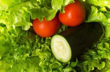 Fresh green lettuce tomato and cucumber