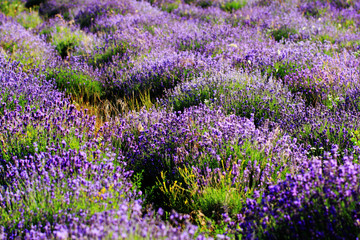 color lavender field