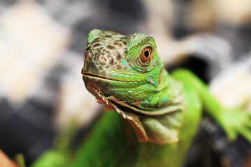 Green iguana