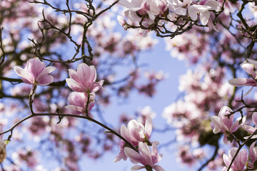 Magnolienblüten Hintergrund